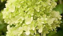 Rispen-Hortensie