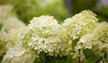 Rispen-Hortensie