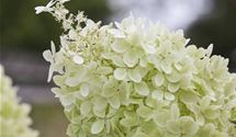 Rispen-Hortensie