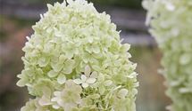 Rispen-Hortensie