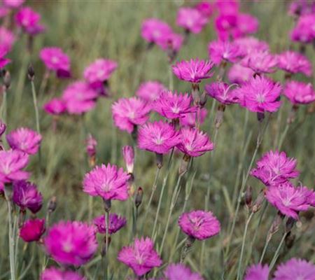 Dianthus carthusianorum