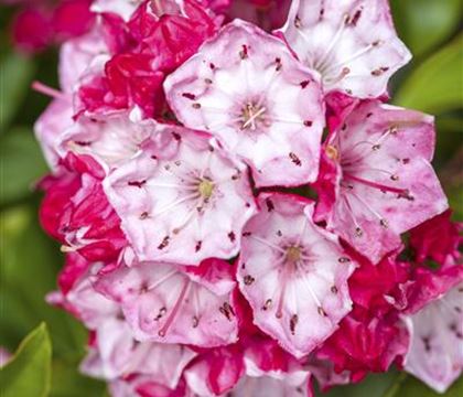 Kalmia latifolia 'Olympic Fire' Kalmia latifolia 'Olympic Fire'