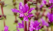 Blut-Weiderich