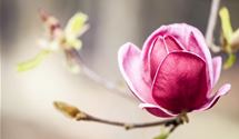 Magnolie