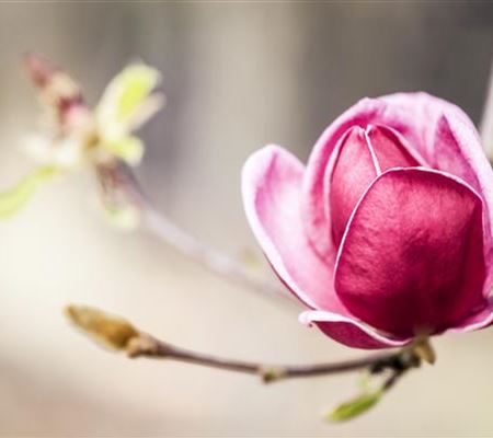 Magnolia soulangeana (x) Magnolia soulangeana (x)