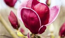 Magnolie