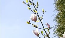 Magnolie