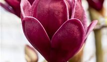 Magnolie