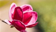 Magnolie