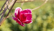 Magnolie