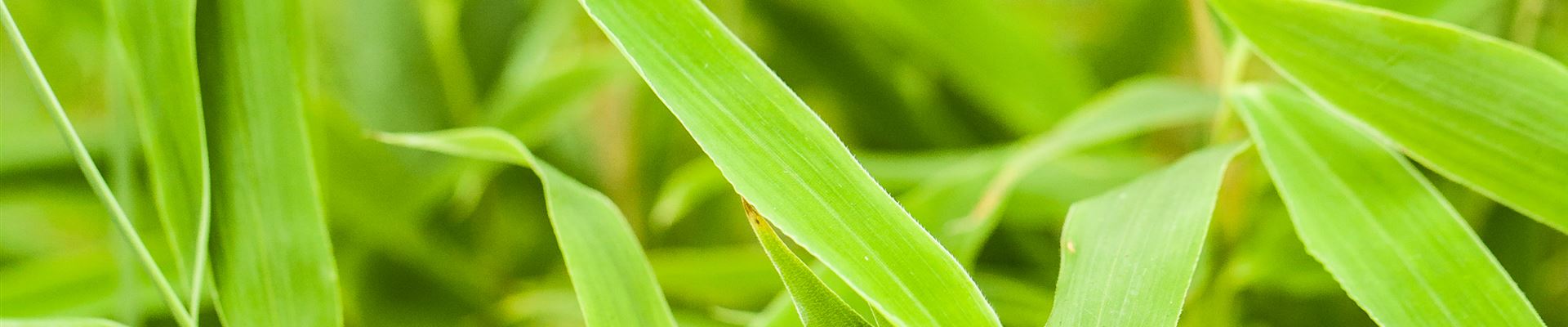 GS525050.jpg GS525050.jpg