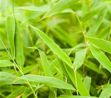 Die Bambus-Pflege Die Bambus-Pflege