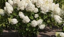 Rispen-Hortensie