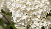 Rispen-Hortensie