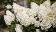 Rispen-Hortensie