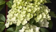 Rispen-Hortensie