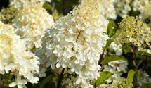 Rispen-Hortensie