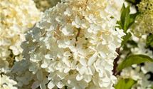 Rispen-Hortensie