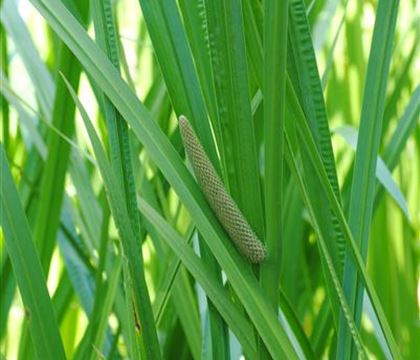 Acorus calamus Acorus calamus