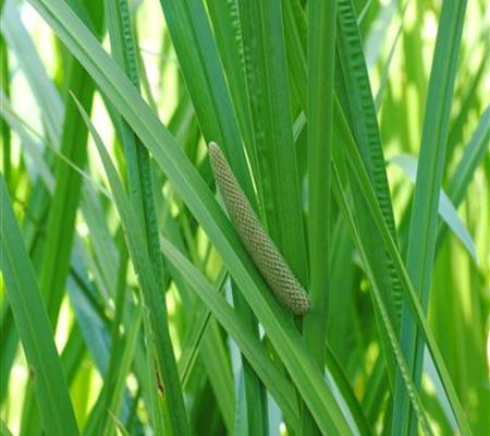 Acorus calamus Acorus calamus