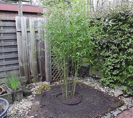 Bambus - Einpflanzen im Garten Bambus - Einpflanzen im Garten