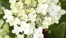 Rispen-Hortensie