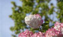 Rispen-Hortensie