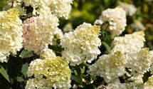 Rispen-Hortensie