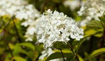 Rispen-Hortensie