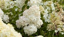 Rispen-Hortensie