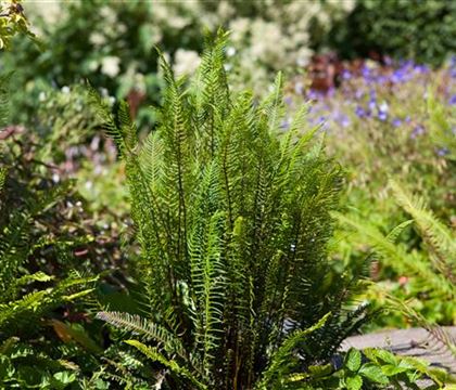 Blechnum spicant Blechnum spicant