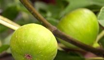 Feigenbaum