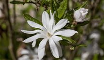 Sternmagnolie