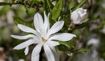 Sternmagnolie