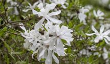 Sternmagnolie