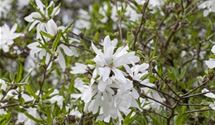 Sternmagnolie