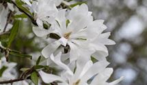 Sternmagnolie