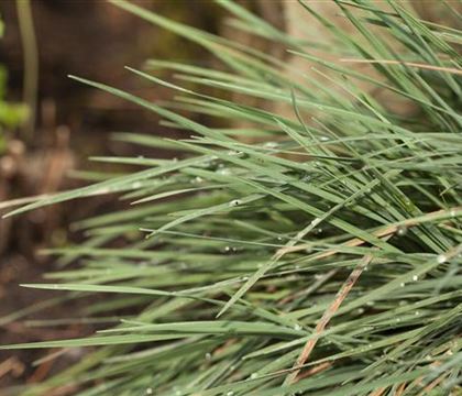 Koeleria glauca Koeleria glauca