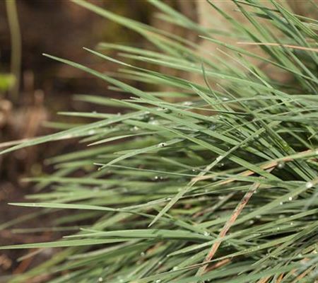 Koeleria glauca Koeleria glauca