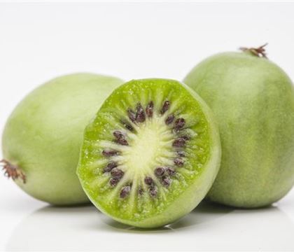 Actinidia arguta Actinidia arguta