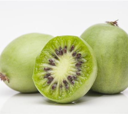 Actinidia arguta Actinidia arguta