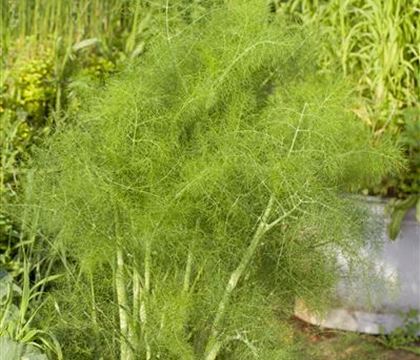 Foeniculum vulgare Foeniculum vulgare