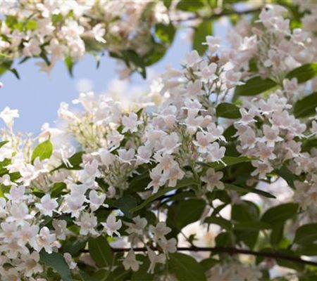 Kolkwitzia amabilis Kolkwitzia amabilis