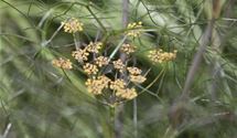 Dunkelblättriger Wildfenchel