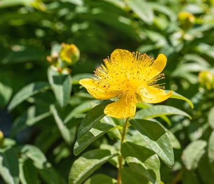 Hypericum calycinum