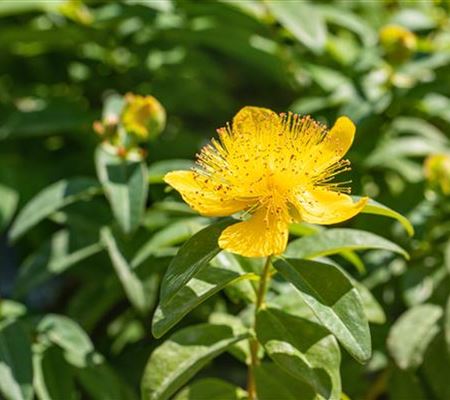 Hypericum calycinum
