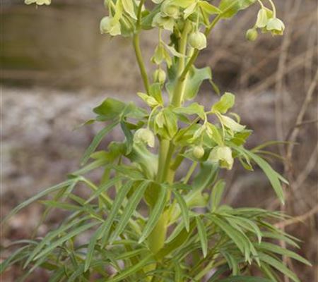 Helleborus foetidus Helleborus foetidus