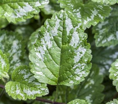 Lamium maculatum Lamium maculatum