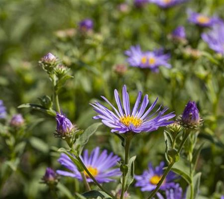 Aster amellus 'Sternkugel' Aster amellus 'Sternkugel'