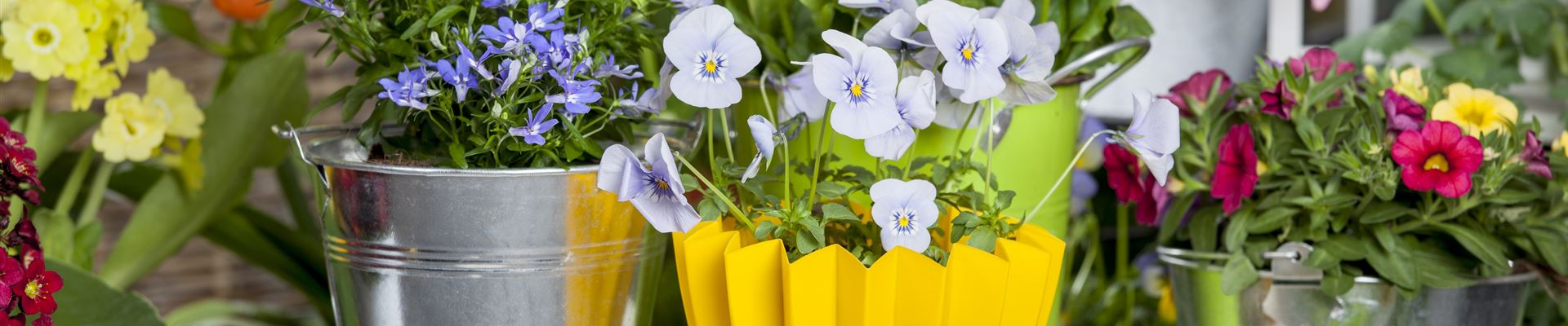 GS519370.jpg GS519370.jpg